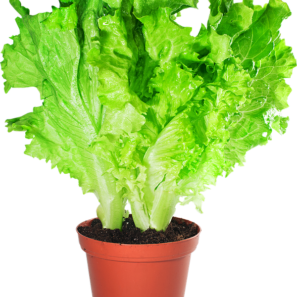 Салат листовой в горшочке