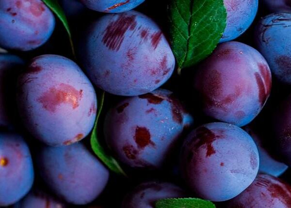 Слива чернослив Молдавия