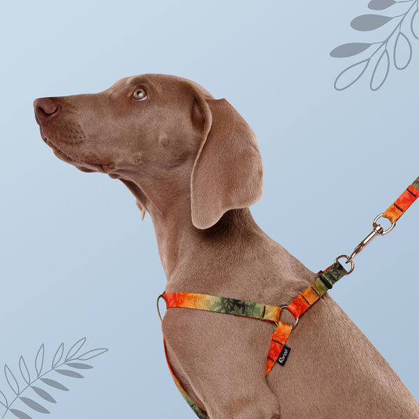 Шлейка для собак Bright City, M, обхват груди 45-63 см