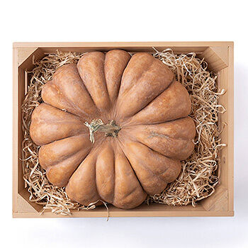 Тыква Мускатная желтая