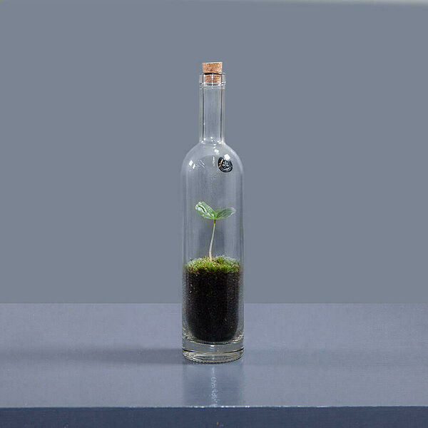 Флорариум Бутылка 3 кофе