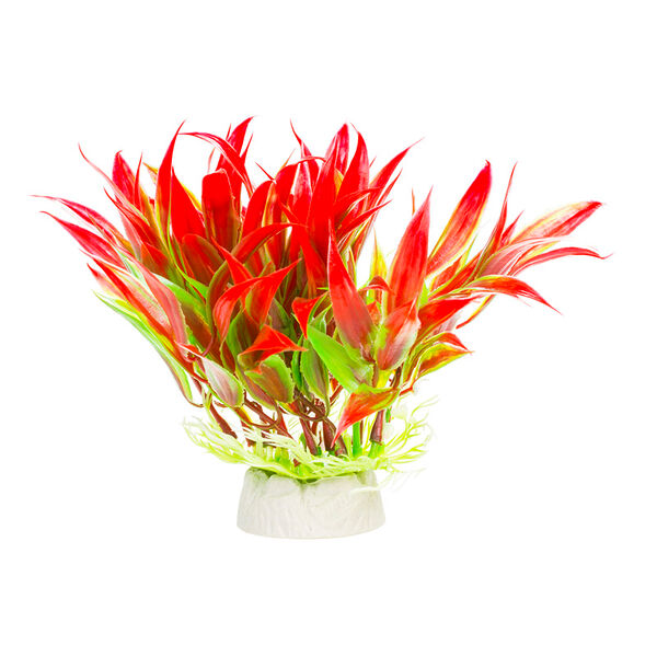 Растение красно-зеленое 10*10*12см