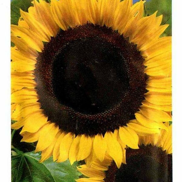 Семена подсолнечник Гавриш Енисей