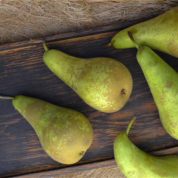 Груша Конференц