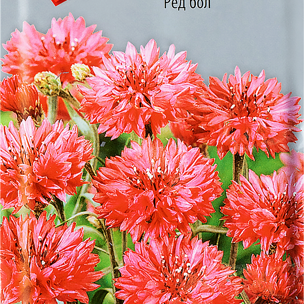 Семена ПОИСК Василек Ред бол, 1г