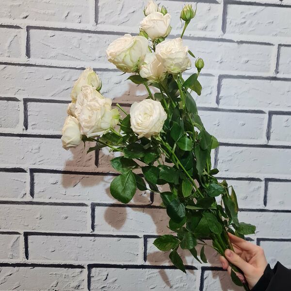 Белые кустовые розы