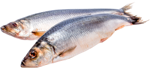 

Сельдь свежемороженая вес