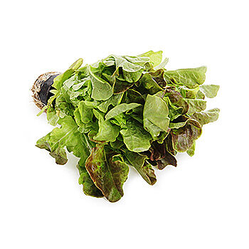 Салат дуболистный красный в горшочке, «Московский», Московская область, Россия 