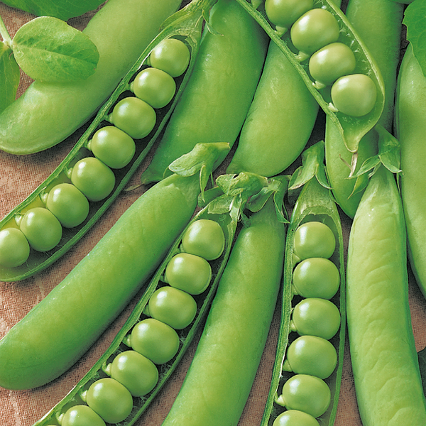 Семена ГАВРИШ Русский вкус!, Горох сахарный Щербет, Арт. 10001976, 10г