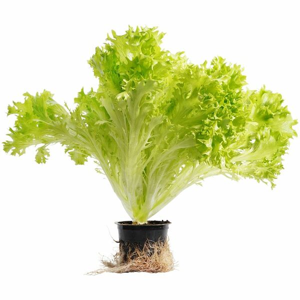 Салат Кудрявый в горшке, 1шт, 260г