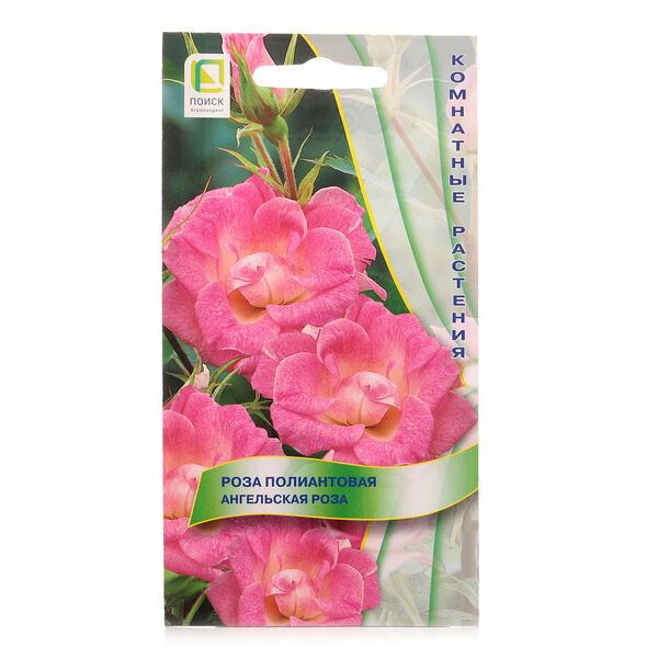Роза полиантовая ангельская роза ТМ Поиск агрохолдинг