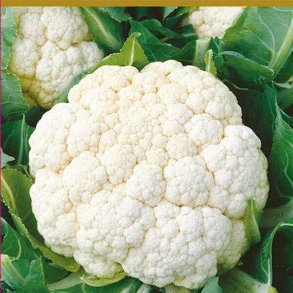 Семена Цветная капуста Альфа ТМ Поиск