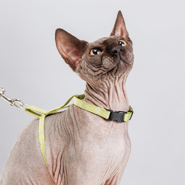 Шлейка с поводком нейлоновые для кошек, 1х37 см, длина поводка 120 см, зеленый