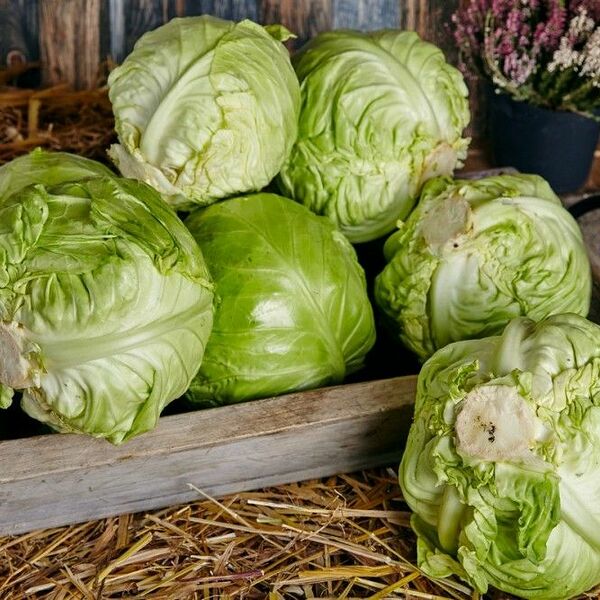 Капуста молодая