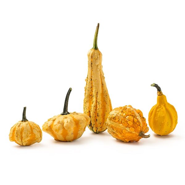 Тыква декоративная