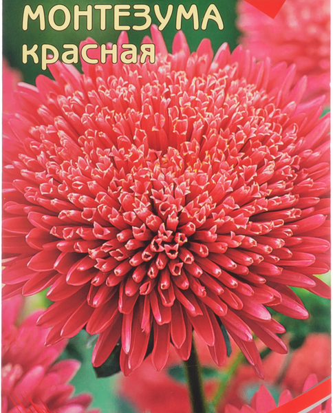 Семена ДОМ СЕМЯН Астра Монтезума