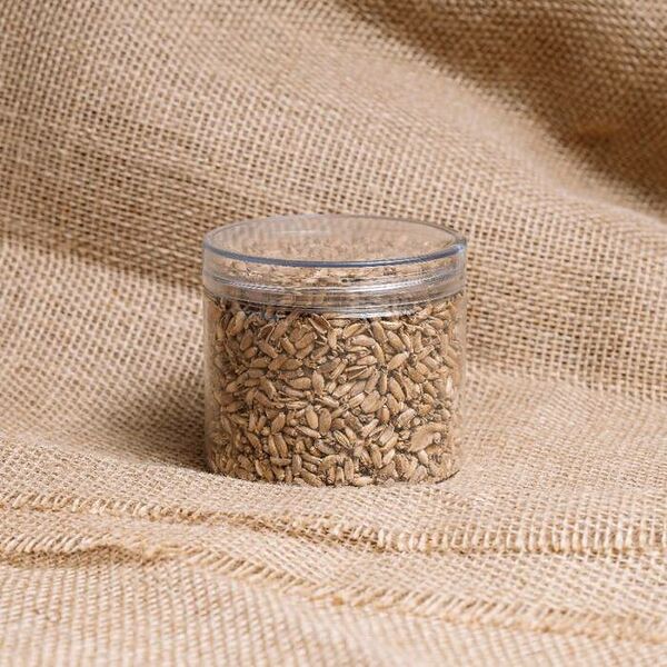 Расторопша проращенная