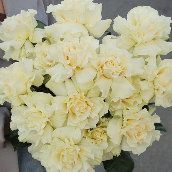 Монобукет из 15 белых французких роз