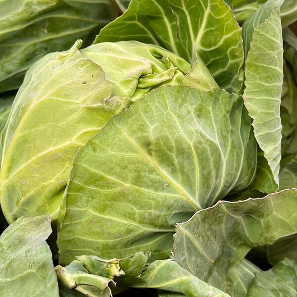 Капуста новый урожай