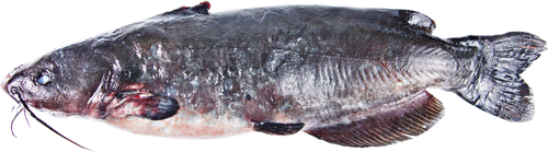 

Сом непотрошеный, весовой