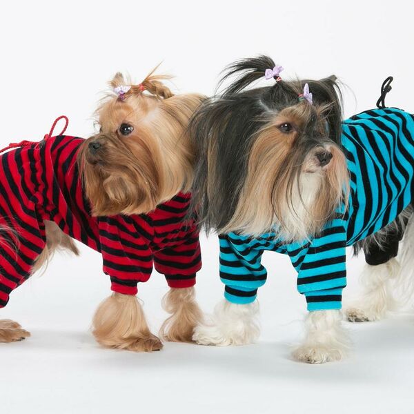 Комбинезон Yoriki велюровый для собак S (мальчик)