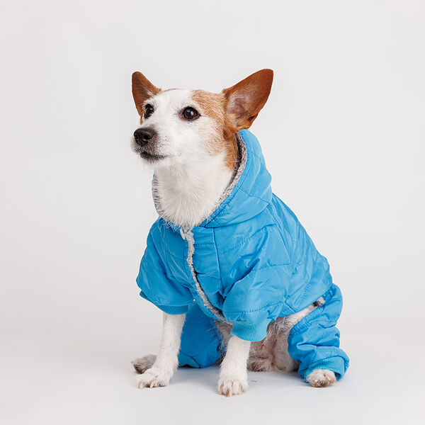 Комбинезон для собак, L, голубой