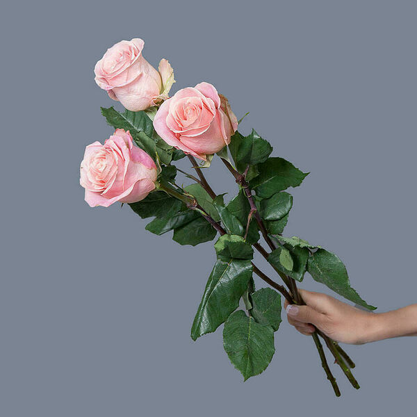 Роза Hermosa 3ст