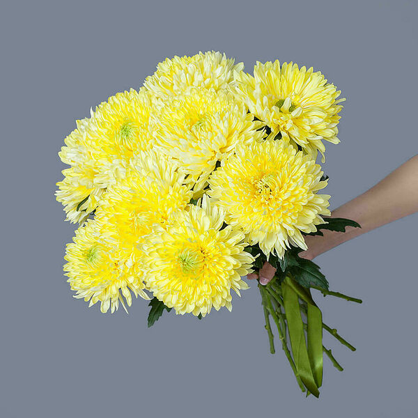 Монобукет из 9 желтых Хризантем Magnum Ирис