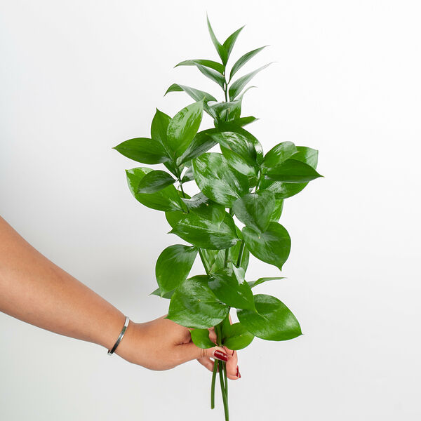 Рускус 3 шт.