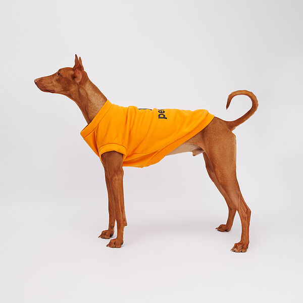 Толстовка для собак, 6XL, желтая