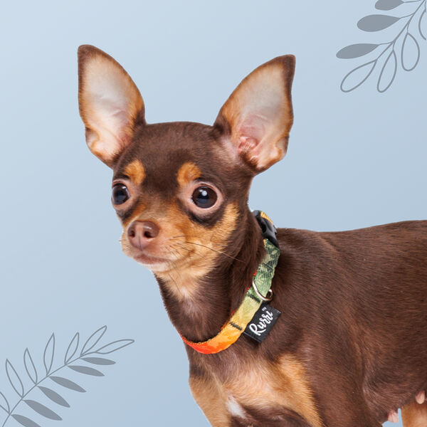 Ошейник для собак и кошек Bright City, длина 18-25 см, ширина 10 мм