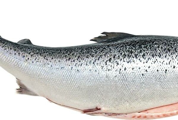 Кета потрошеная без головы свежемороженая