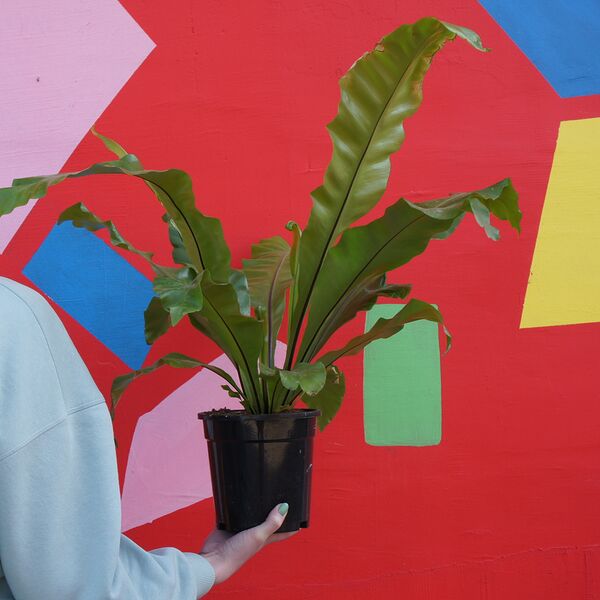 Асплениум Лесли