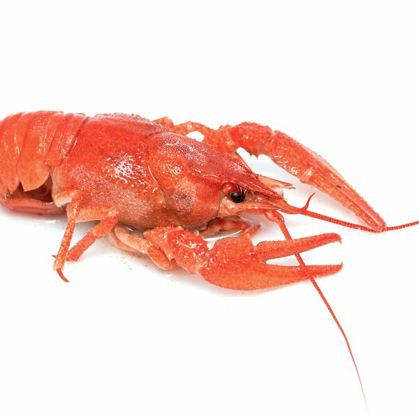 Рак средний вареный