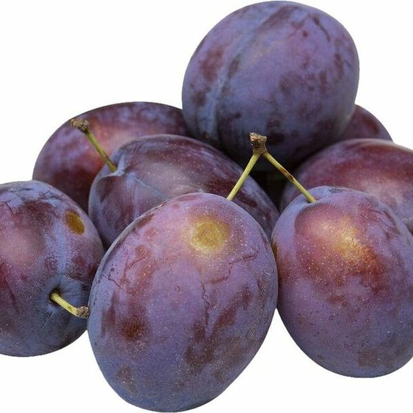 Слива Президент