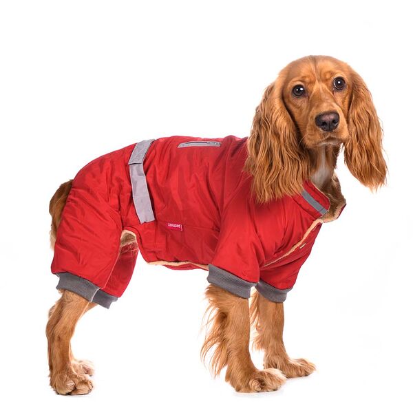 Комбинезон с поясом для собак L красный (девочка)