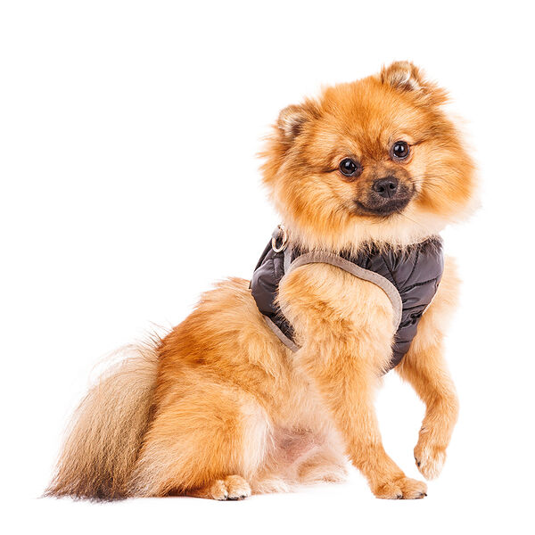 Шлейка со светоотражающей лентой L черная