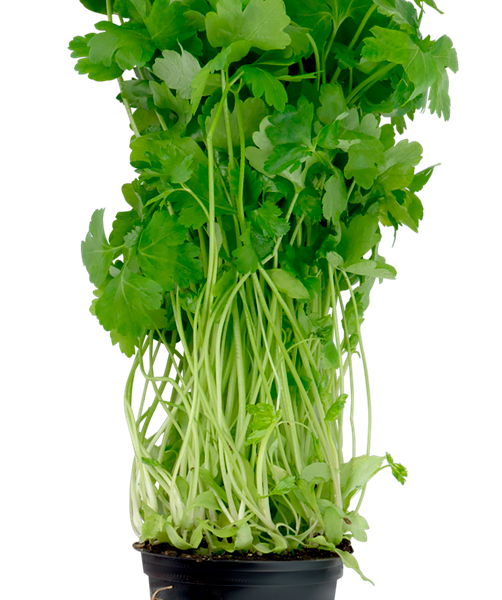 Петрушка в горшочке