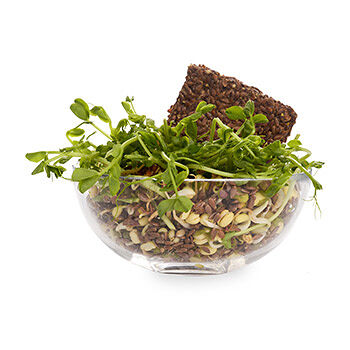 Салатный ростковый микс, «Свежесть»