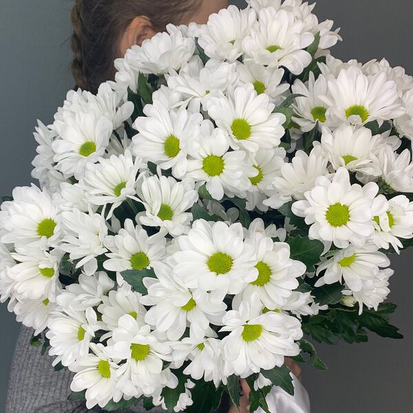 Хризантема кустовая белая