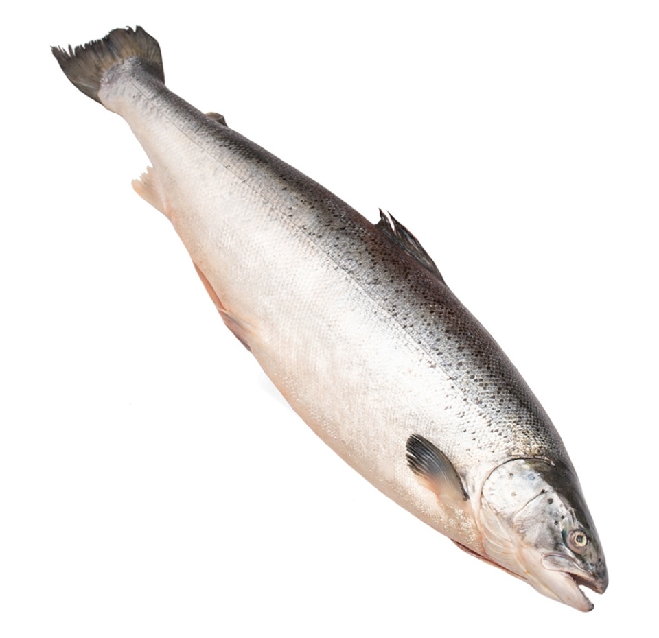 

Лосось охлажденный Inarctica, Россия вес