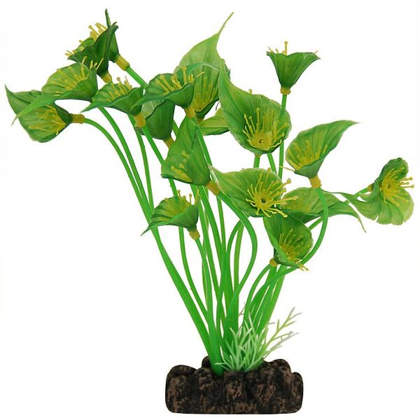 Laguna растение 