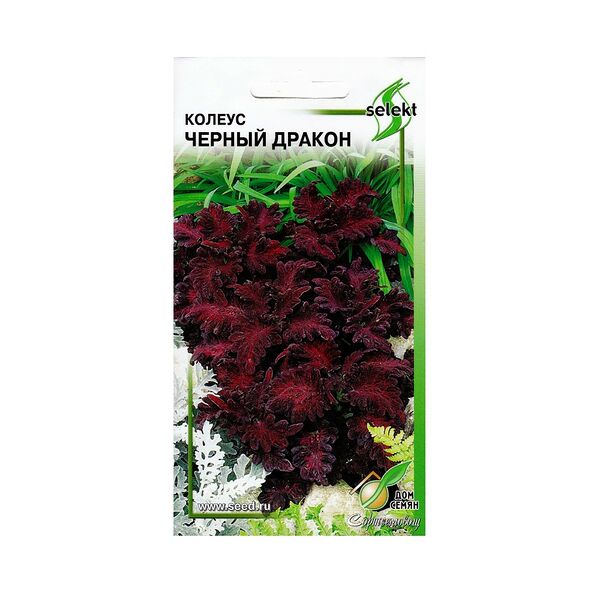Семена Колеус Чёрный Дракон