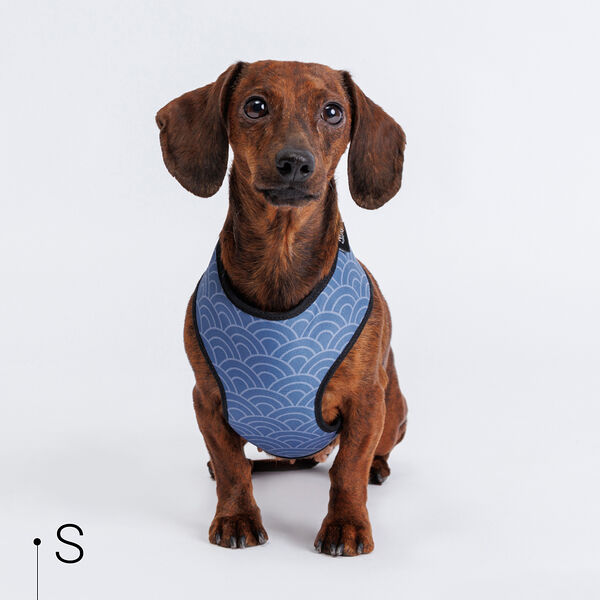 Шлейка для собак и кошек Синяя чешуя, S, обхват груди 34-45 см