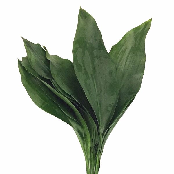 Аспидистра