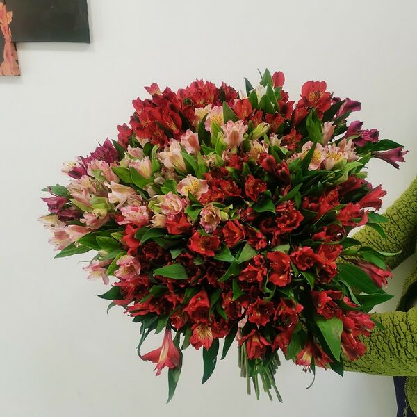 Альстромерия 51