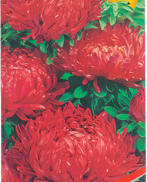 Семена Астра пионовидная Красная башня