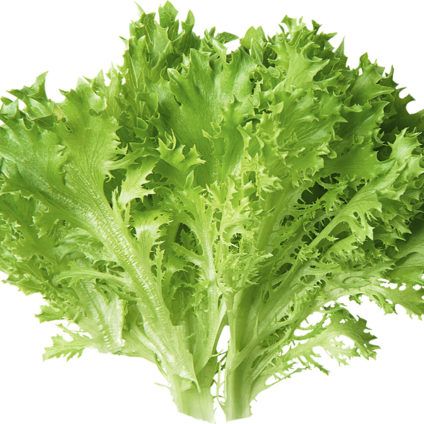 Салат в горшочке Саланова кудрявый