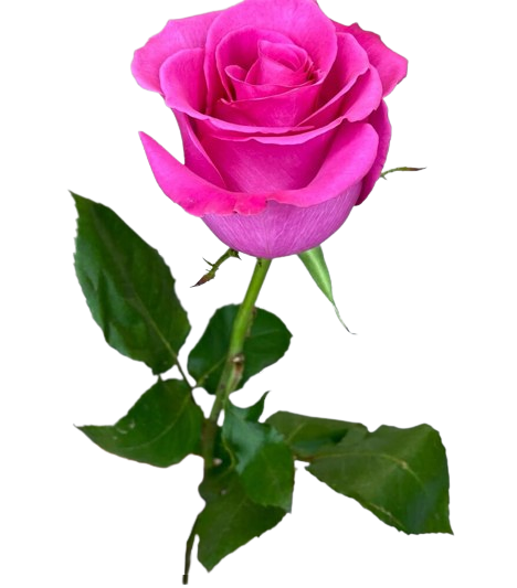 Цветы срезанные Роза Эквадор