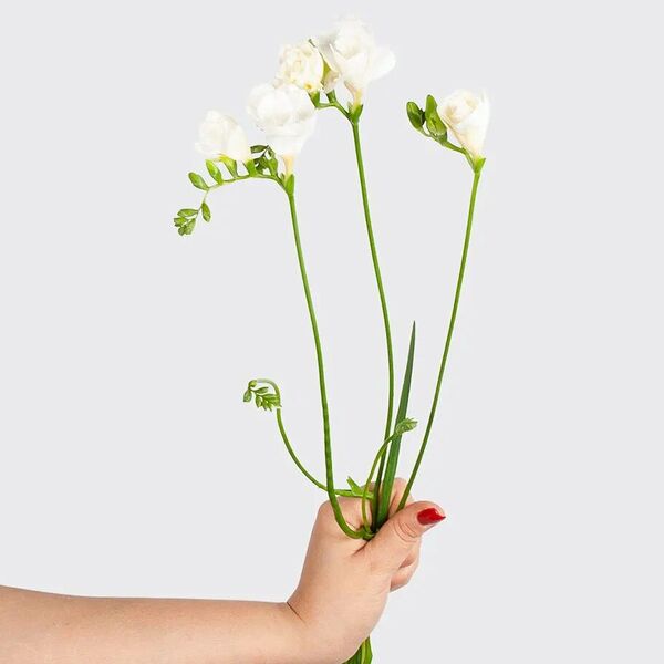 Фрезия 3 шт.